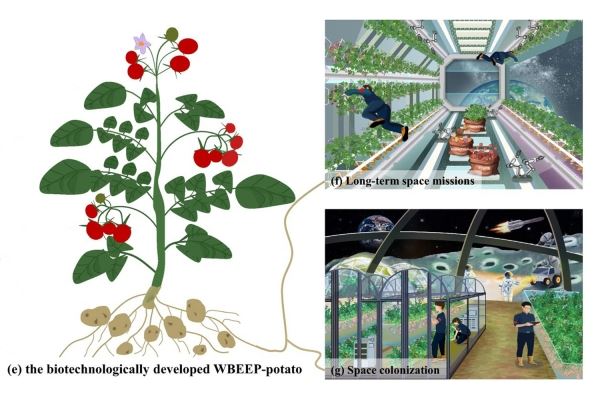 Китайцы предложили выращивать в космосе ГМО-картошку с вкусной ботвой 